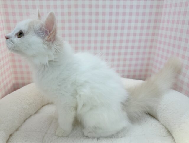 スコティッシュフォールド