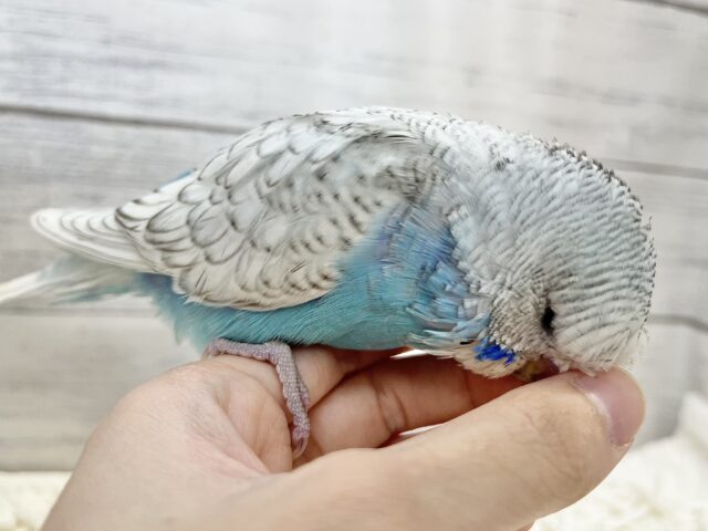 ジャンボセキセイインコ