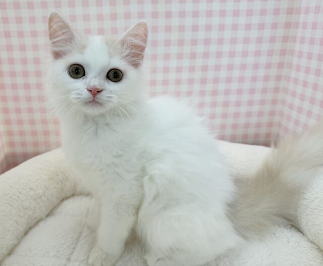 スコティッシュフォールド