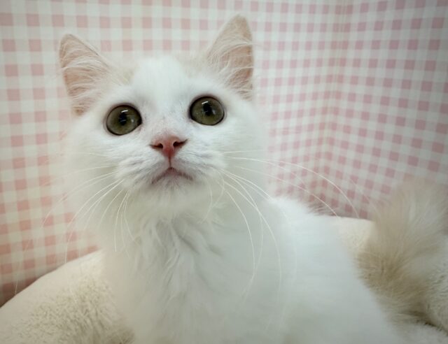 スコティッシュフォールド