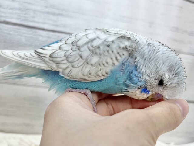 ジャンボセキセイインコ