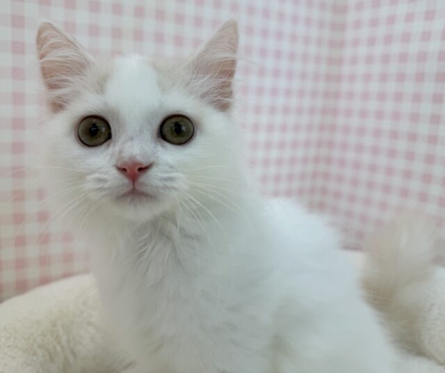 スコティッシュフォールド