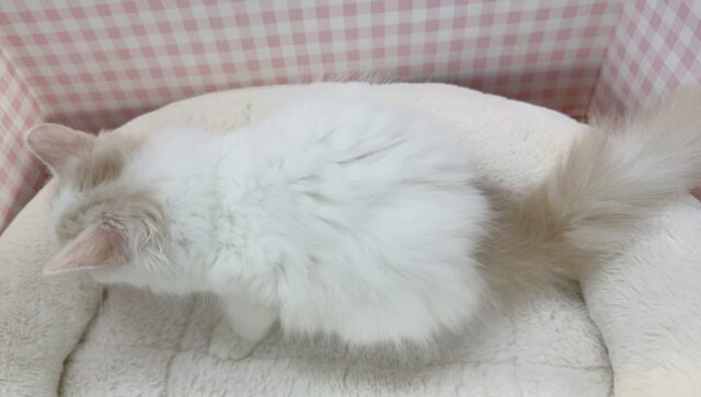 スコティッシュフォールド