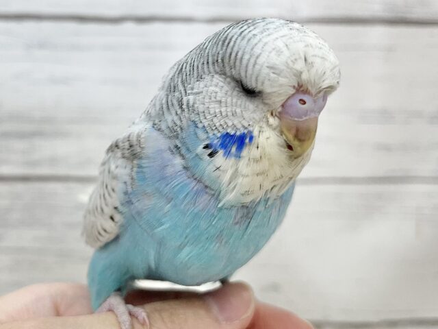 ジャンボセキセイインコ