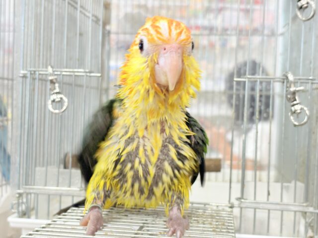 シロハラインコ