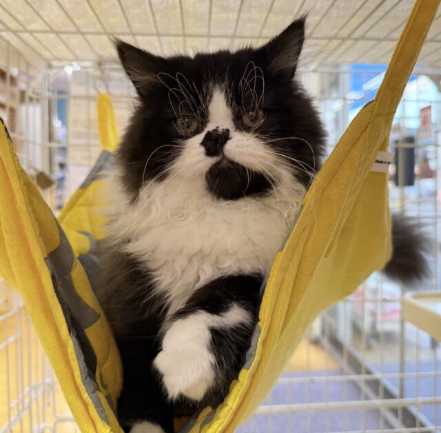 フォールデックス