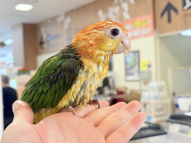 シロハラインコ