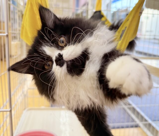 フォールデックス