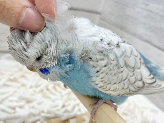 ジャンボセキセイインコ