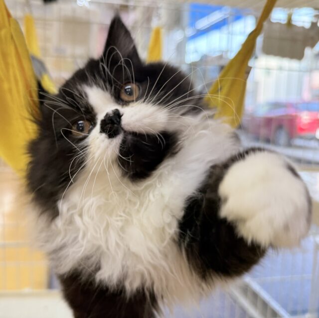 フォールデックス