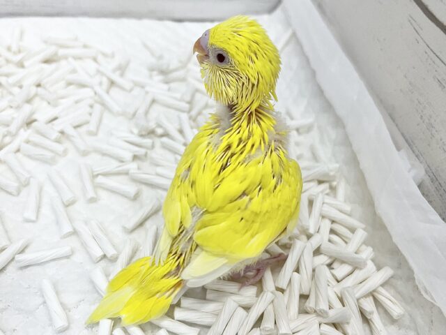 セキセイインコ