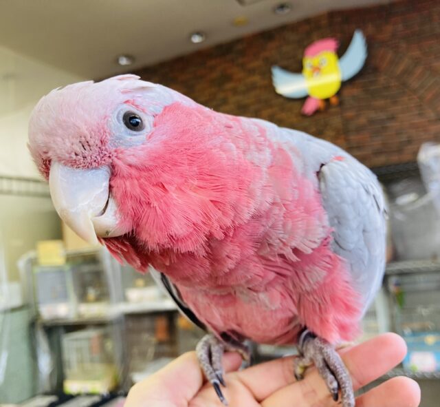 満開の愛嬌🌸♥︎︎∗︎*゚宇宙イチ❢❢ベタなれモモイロインコちゃん💟 モモイロインコ