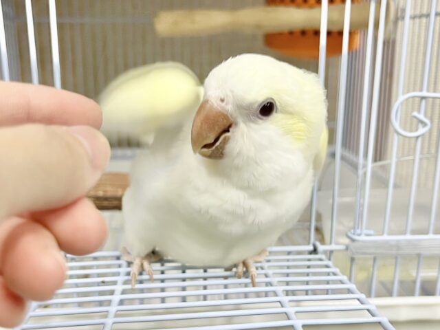 オキナインコ