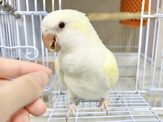 オキナインコ