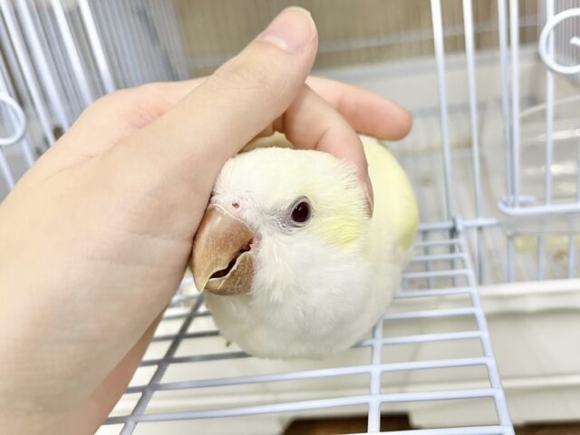 オキナインコ