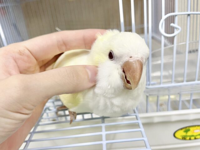 オキナインコ
