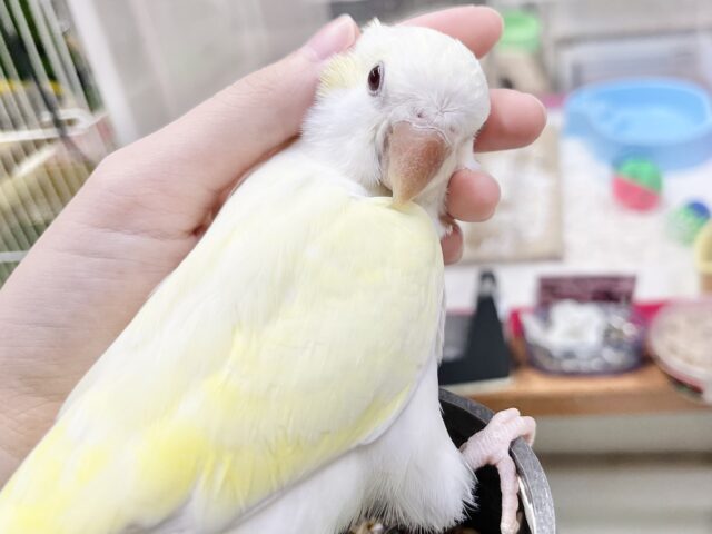 オキナインコ