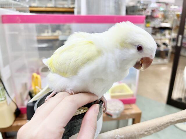 オキナインコ