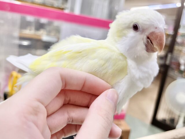 オキナインコ