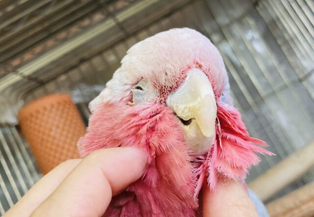 満開の愛嬌🌸♥︎︎∗︎*゚宇宙イチ❢❢ベタなれモモイロインコちゃん💟 モモイロインコ