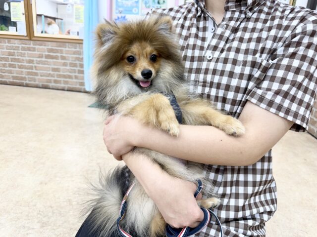 ポメラニアン
