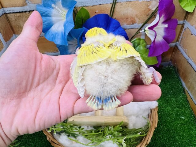 コザクラインコ（小桜インコ）