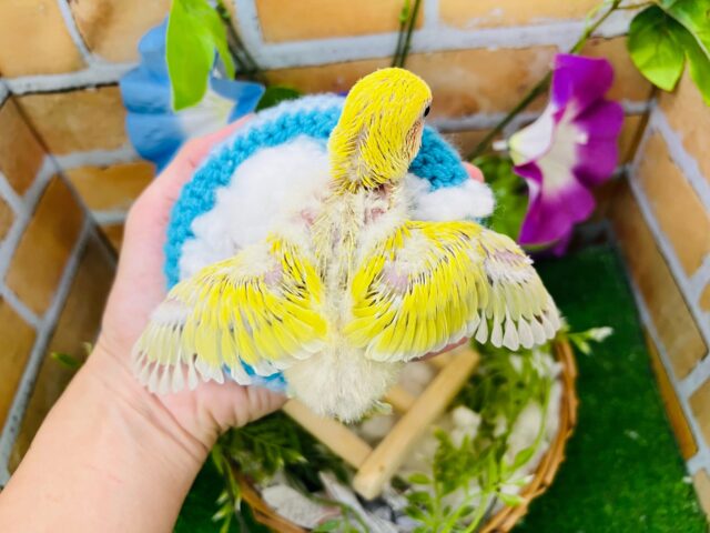 コザクラインコ（小桜インコ）