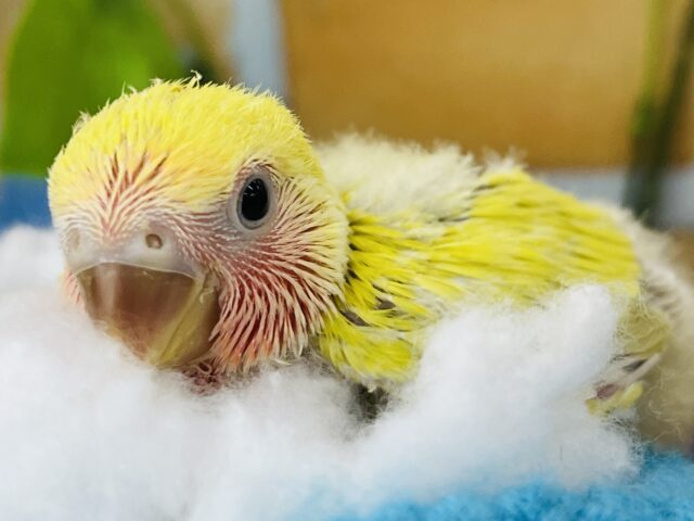 コザクラインコ（小桜インコ）