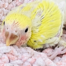 赤ら顔の菜の花カラー💛コザクラインコ（ゴールデンチェリー）