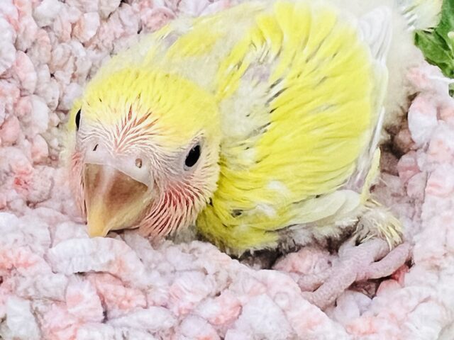 赤ら顔の菜の花カラー💛コザクラインコ（ゴールデンチェリー）