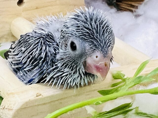 おっとり控えめ君?マメルリハのコバルトの男の子💙