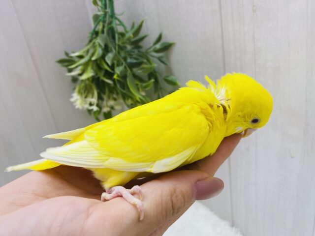 セキセイインコ