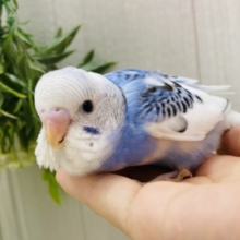 白✖️青のお空カラー🩵✈️やんちゃなセキセイインコのパイド‼️