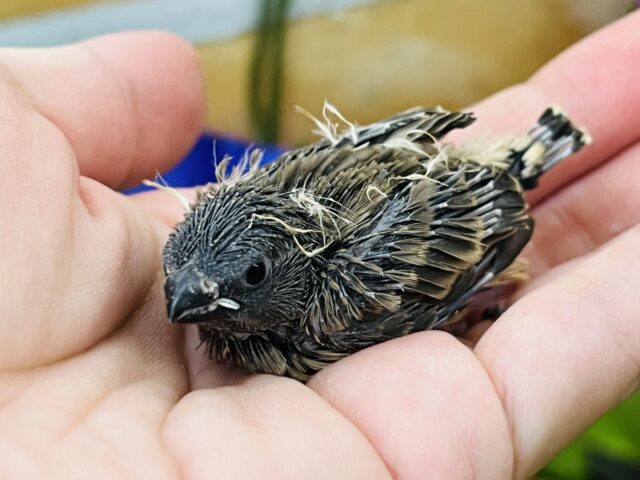 錦花鳥（キンカチョウ）