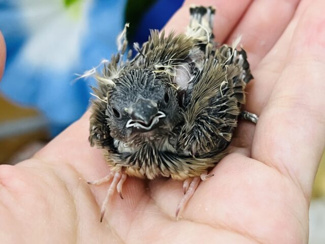 擬態中⁈キンカ鳥の雛入舎しました〜♡