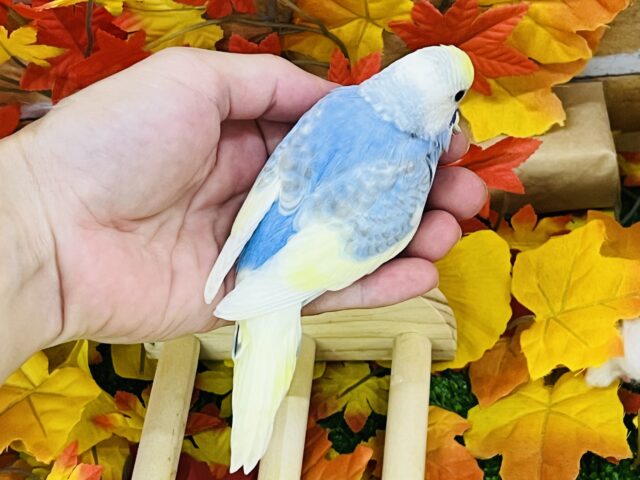 セキセイインコ