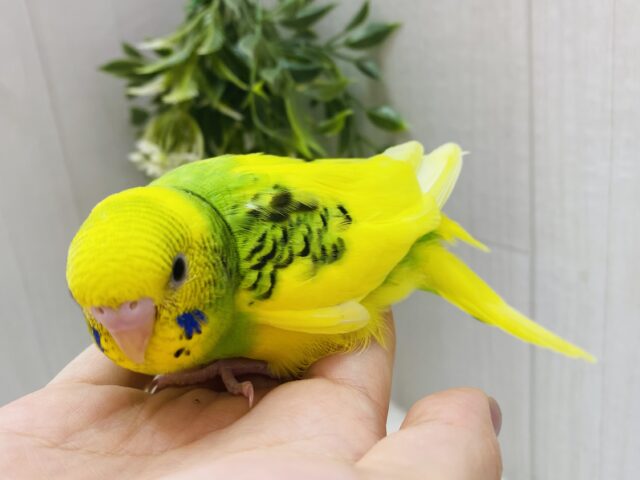 セキセイインコ