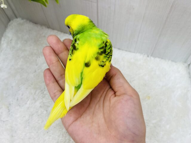 セキセイインコ