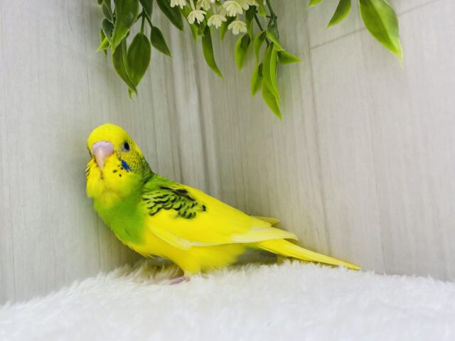 セキセイインコ