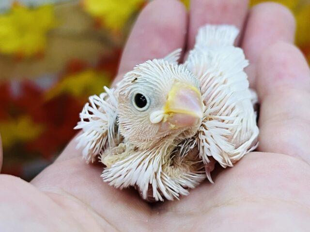 お待たせしました第二弾！白文鳥の雛入舎です〜