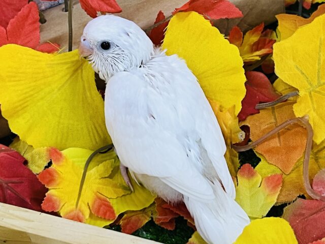 セキセイインコ