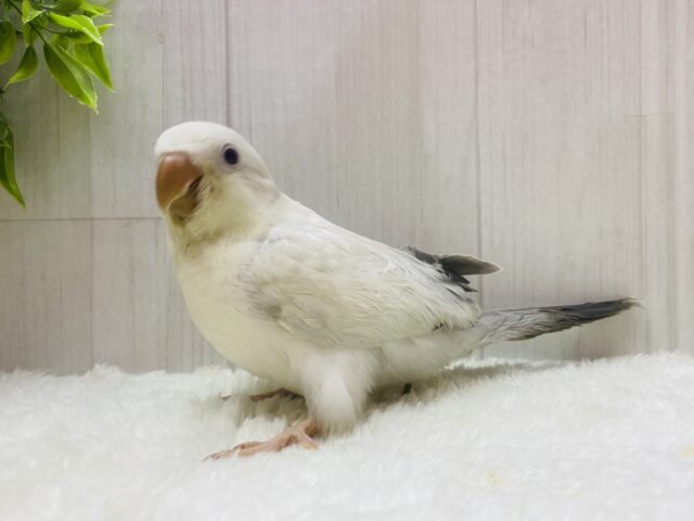 オキナインコ