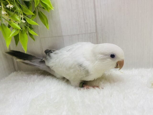 オキナインコ