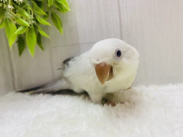 オキナインコ