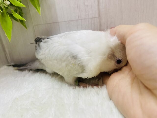 オキナインコ
