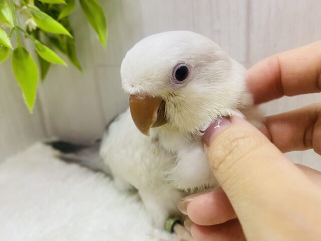 オキナインコ