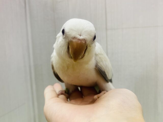 オキナインコ