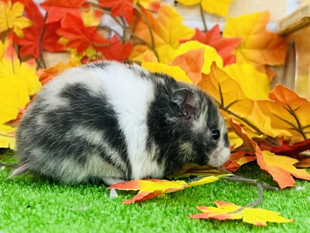 ゴールデンハムスター