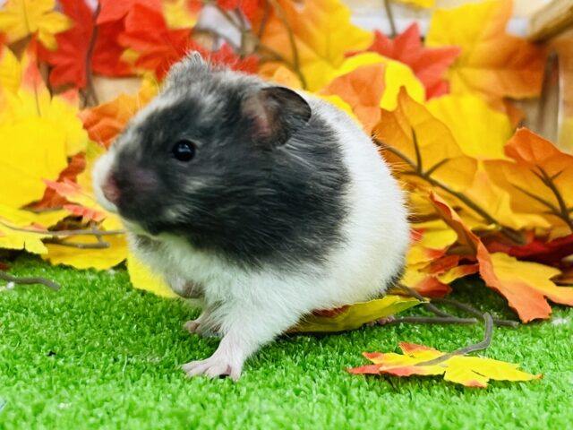 ゴールデンハムスター