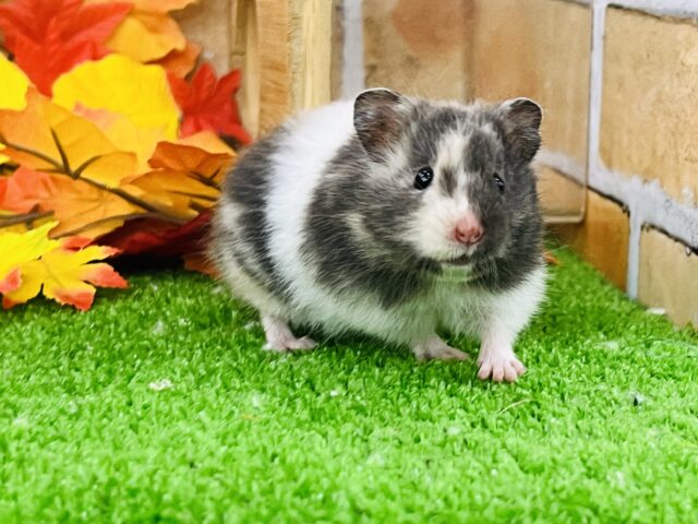 ゴールデンハムスター